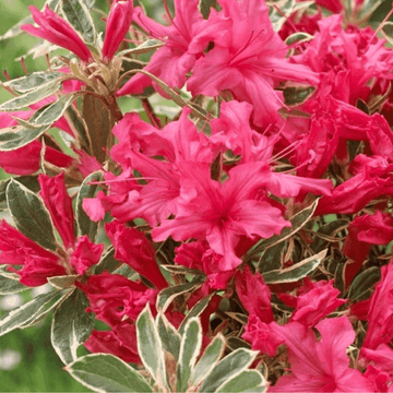 Azalée japonaise 'Silver Sword variegata' - Azalea japonica 'Silver Sword variegata'