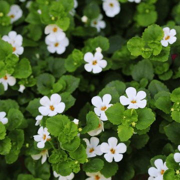 Bacopa Blanc - FLEURANDIE