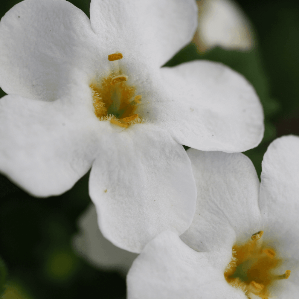 Bacopa Blanc - FLEURANDIE