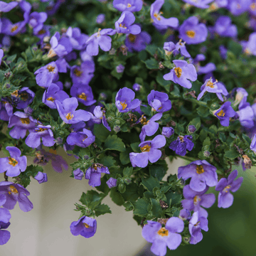 Bacopa Bleu