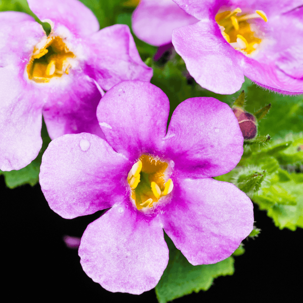 Bacopa Rose - FLEURANDIE