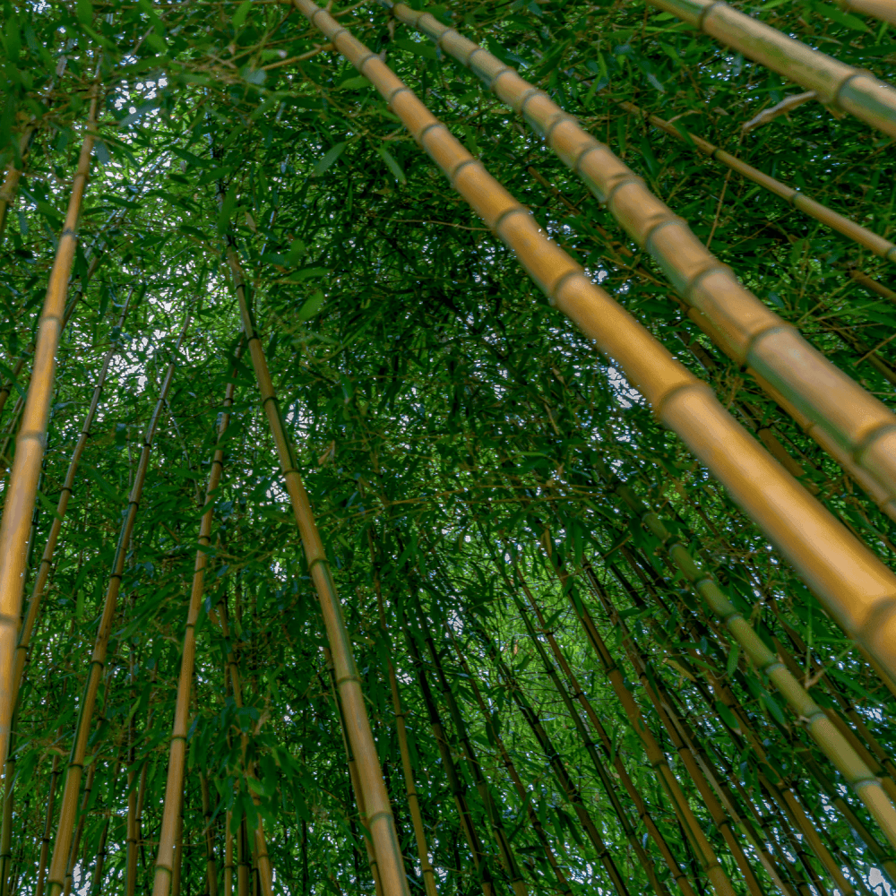 Bambou Aurea Spectabilis - Phyllostachys aureosulcata Spectabilis - FLEURANDIE