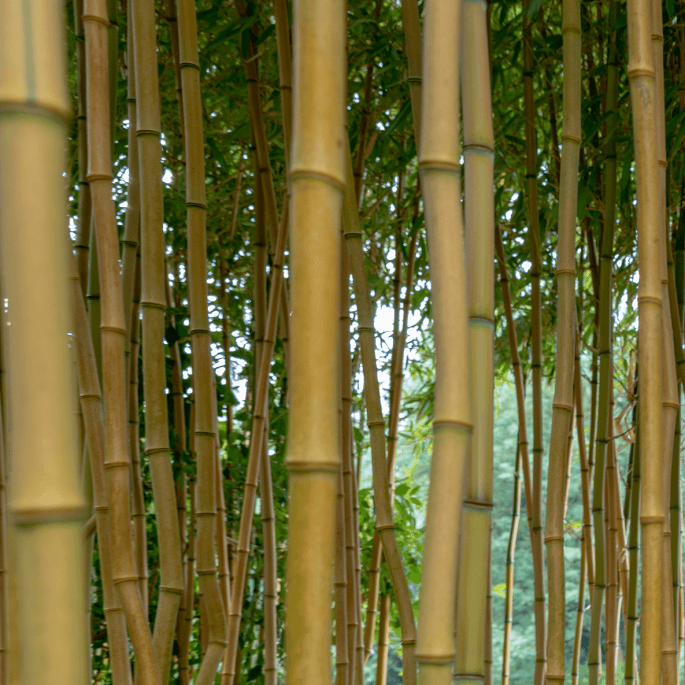 Bambou Aurea Spectabilis - Phyllostachys aureosulcata Spectabilis - FLEURANDIE