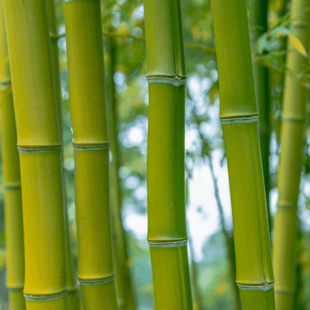 Bambou Bissetii - Phyllostachys Bissetii - FLEURANDIE