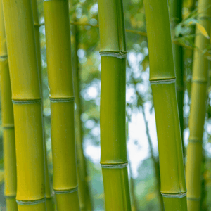 Bambou Bissetii - Phyllostachys Bissetii - FLEURANDIE