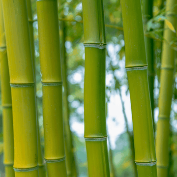 Bambou Bissetii  - Phyllostachys Bissetii