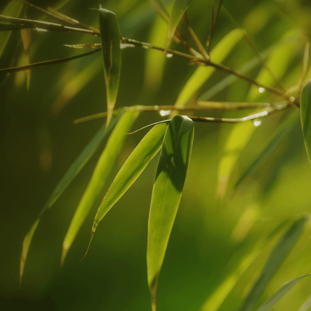 Bambou Fargesia rufa - Fargesia rufa - FLEURANDIE