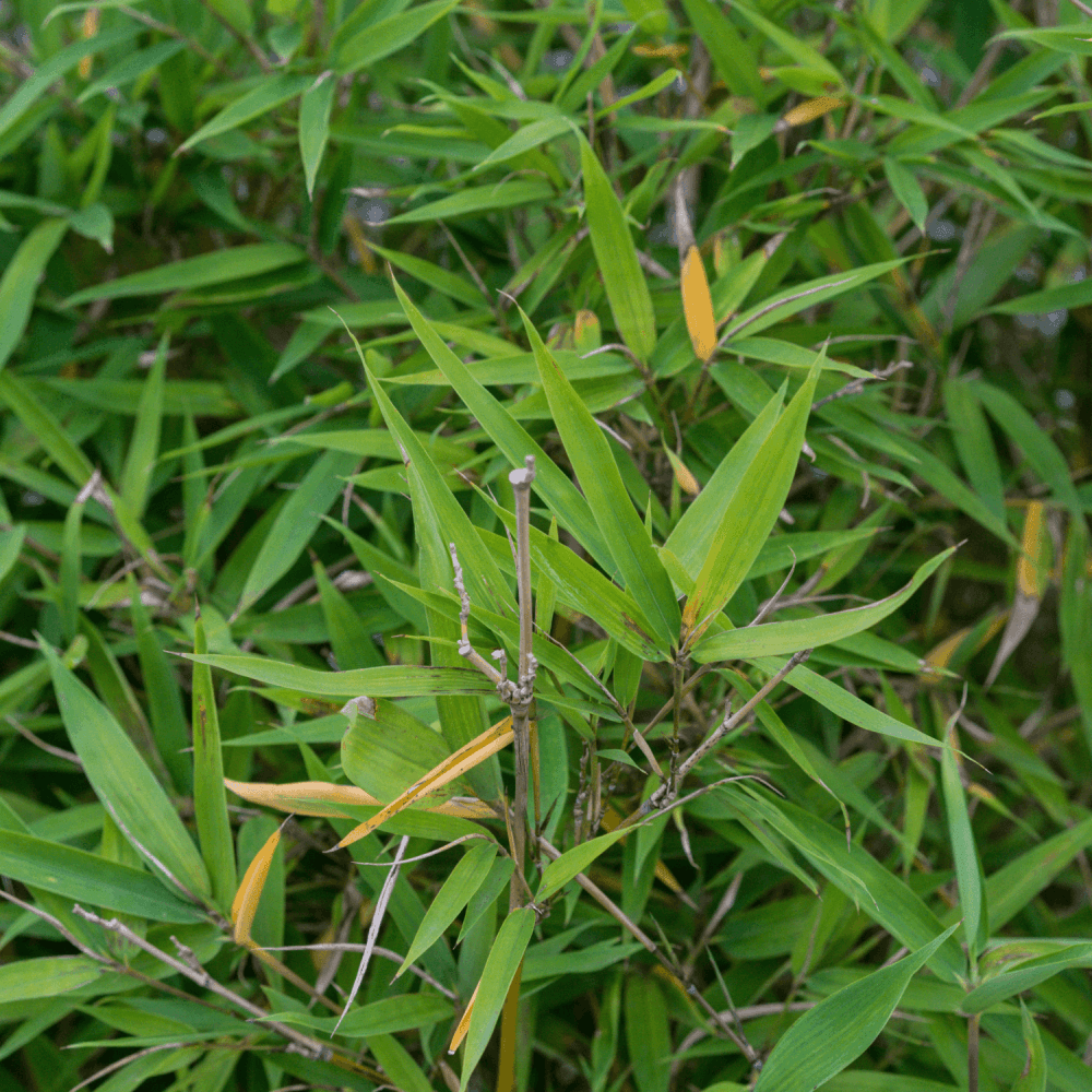 Bambou Phyllostachys aurea - Phyllostachys aurea - FLEURANDIE