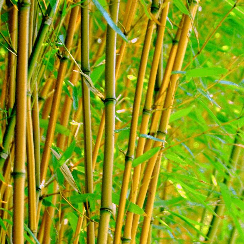 Bambou Phyllostachys aurea - Phyllostachys aurea - FLEURANDIE