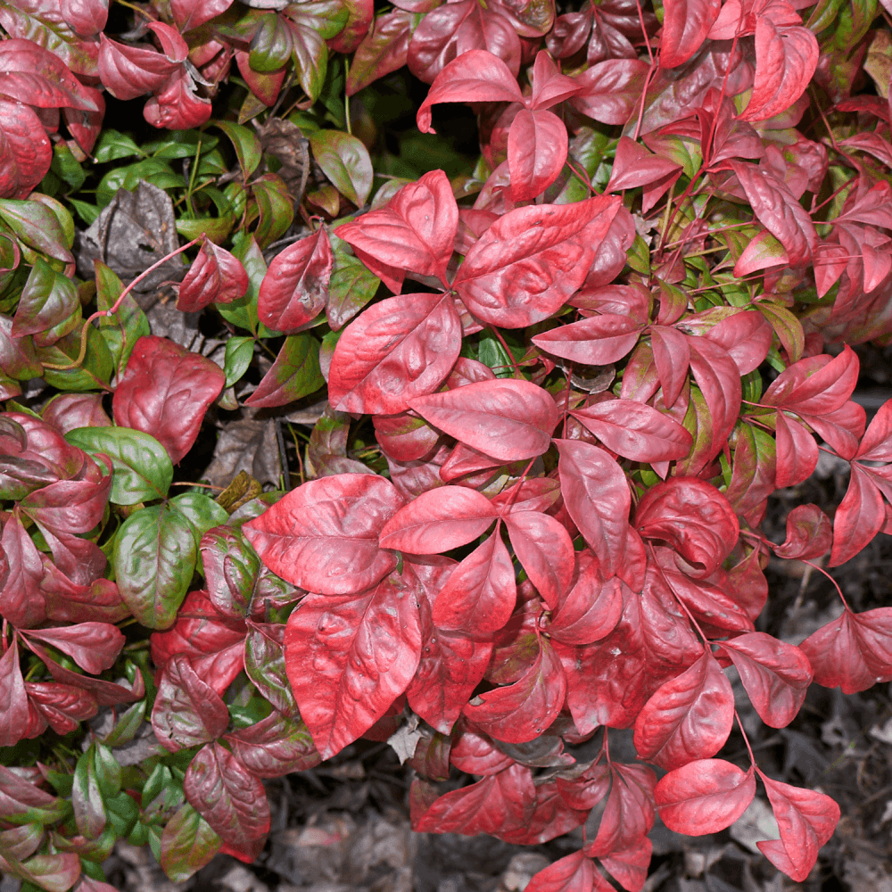 Bambou sacré 'Fire Power' - Nandina domestica 'Fire Power' - FLEURANDIE