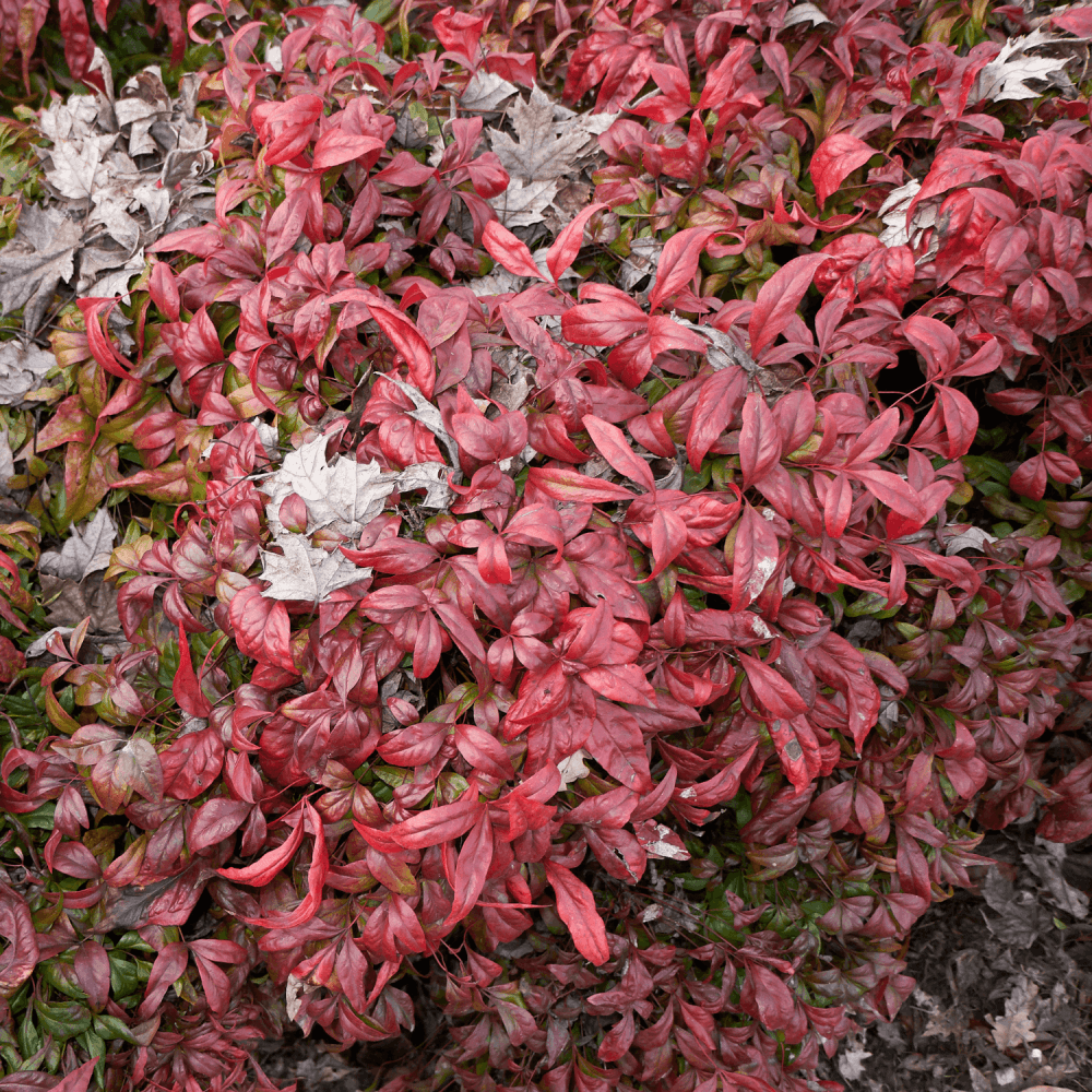 Bambou sacré 'Fire Power' - Nandina domestica 'Fire Power' - FLEURANDIE