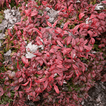 Bambou sacré 'Fire Power' - Nandina domestica 'Fire Power'