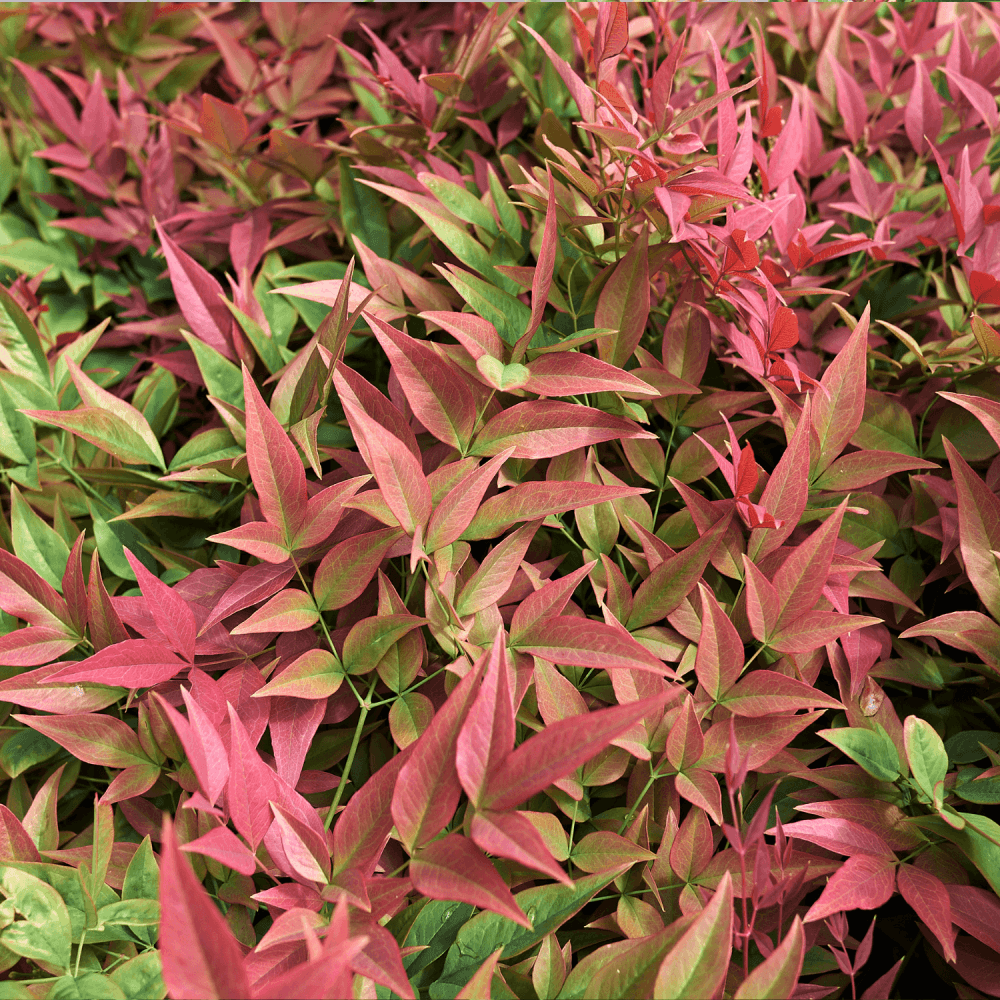 Bambou sacré Gulf Stream - Nandina domestica 'Gulf Stream' - FLEURANDIE