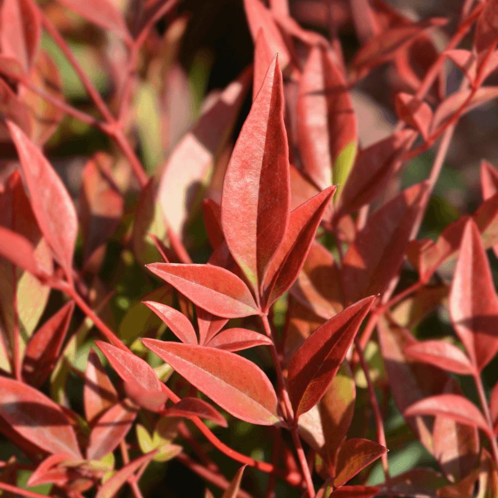 Bambou sacré Gulf Stream - Nandina domestica 'Gulf Stream' - FLEURANDIE