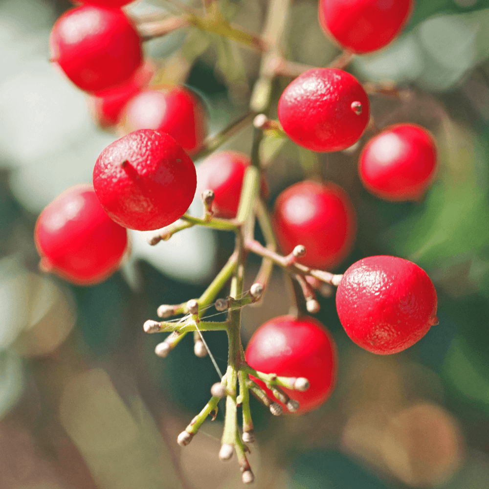 Bambou sacré Gulf Stream - Nandina domestica 'Gulf Stream' - FLEURANDIE