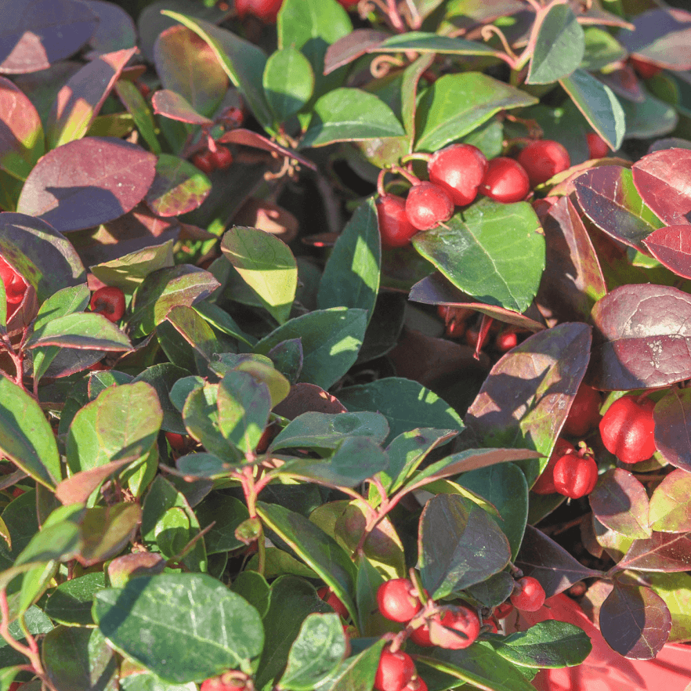 Bambou sacré Gulf Stream - Nandina domestica 'Gulf Stream' - FLEURANDIE