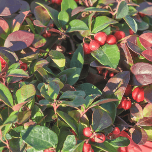 Bambou sacré Gulf Stream - Nandina domestica 'Gulf Stream' - FLEURANDIE