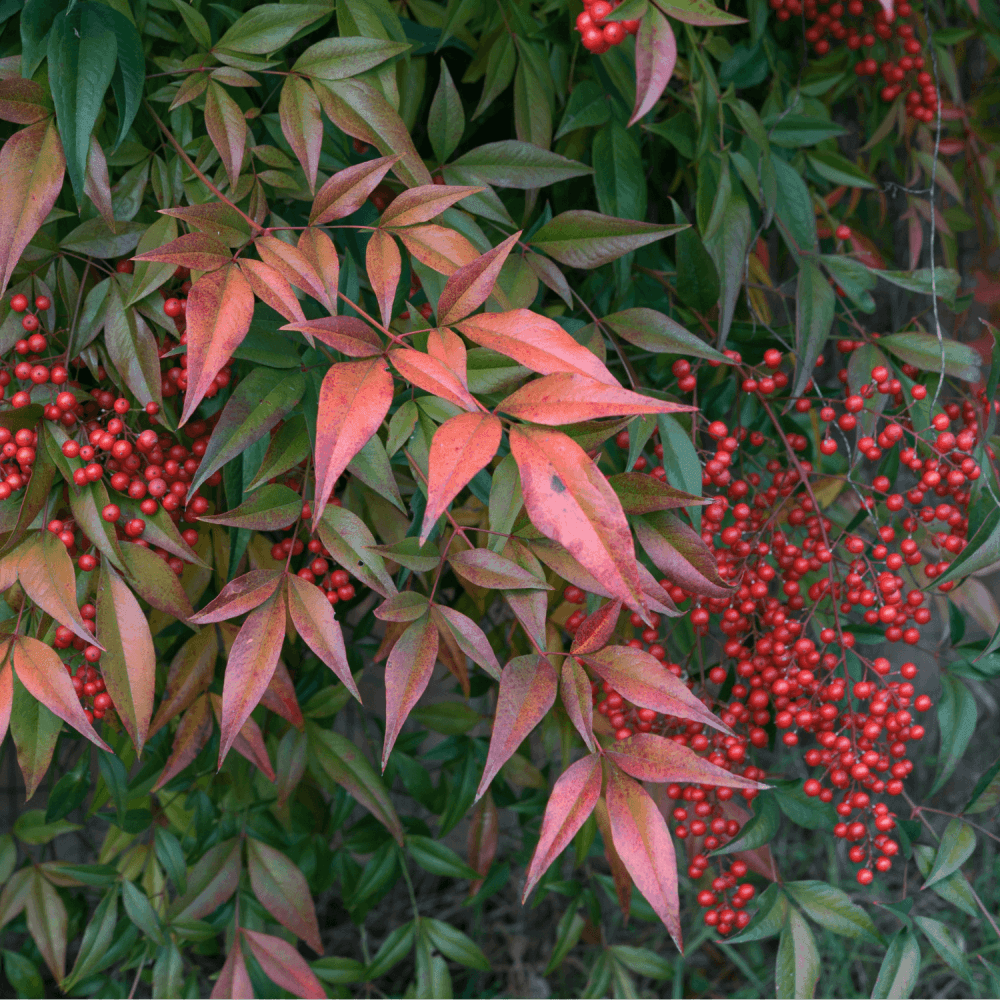 Bambou sacré - Nandina domestica - FLEURANDIE