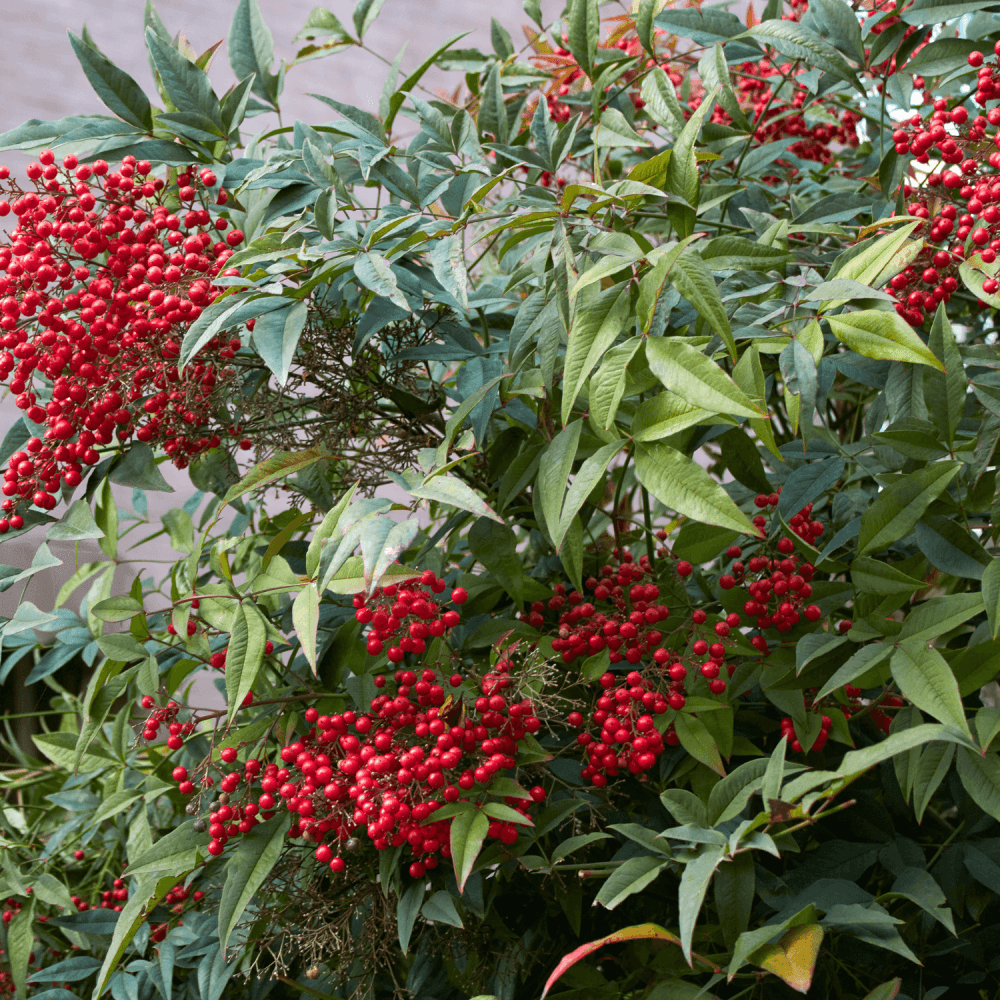 Bambou sacré - Nandina domestica - FLEURANDIE