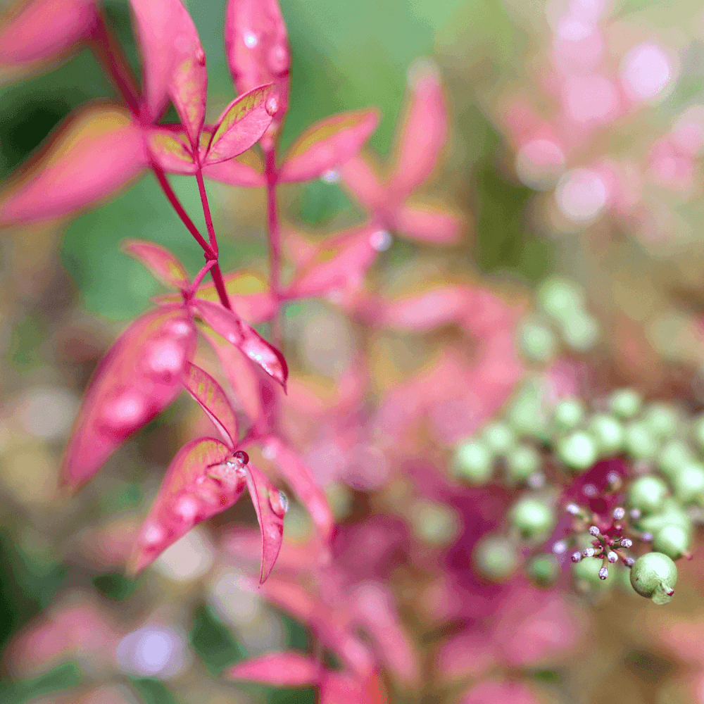 Bambou sacré 'Twilight' - Nandina domestica 'Twilight' - FLEURANDIE