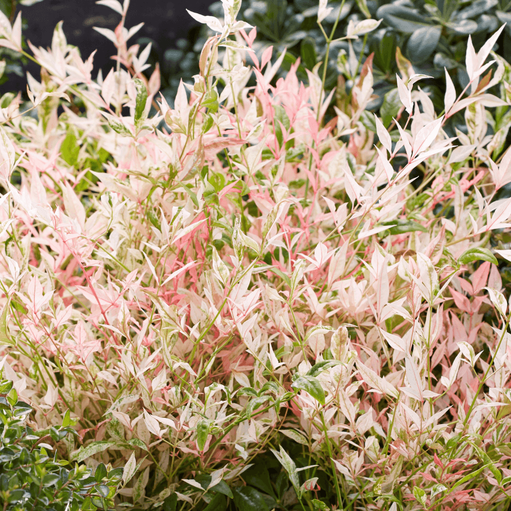 Bambou sacré 'Twilight' - Nandina domestica 'Twilight' - FLEURANDIE