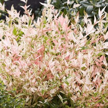 Bambou sacré 'Twilight' - Nandina domestica 'Twilight'