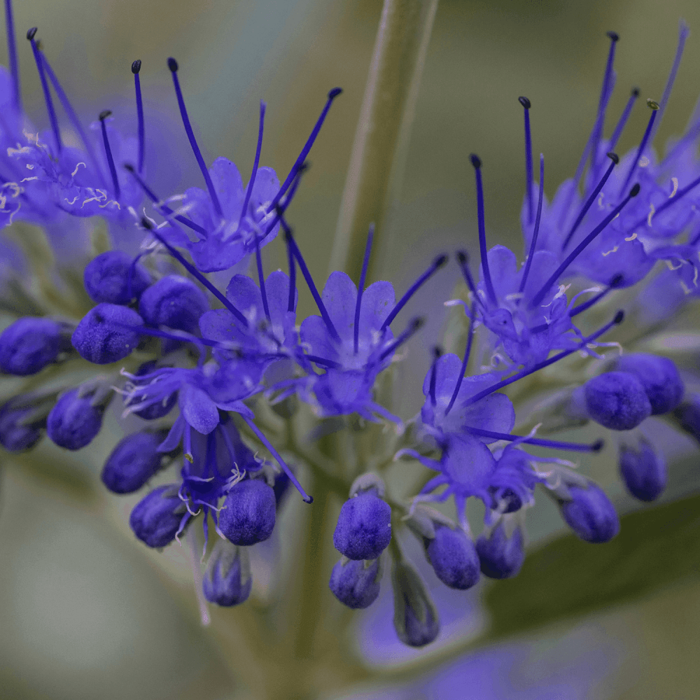 Barbe-bleue, Spirée bleue 'Heavenly Blue' - Caryopteris clandonensis 'Heavenly Blue' - FLEURANDIE