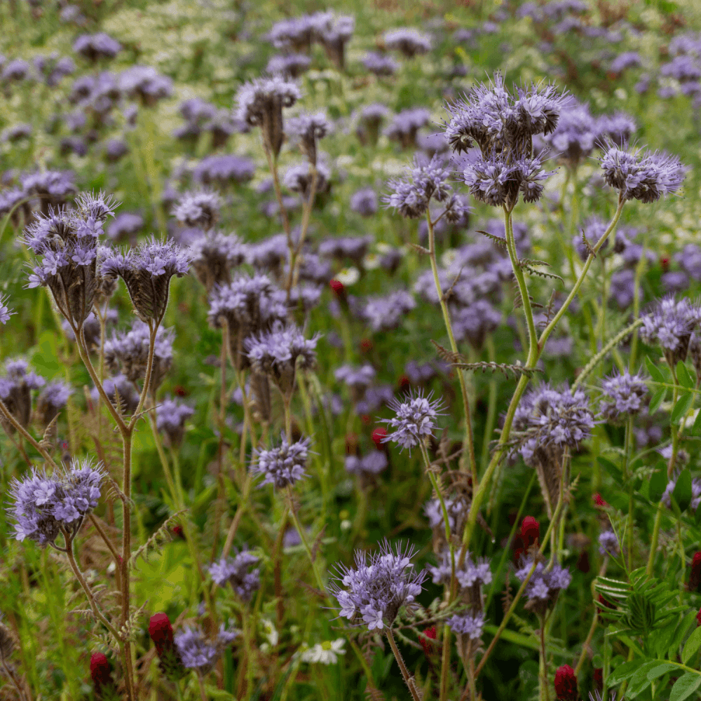 Barbe-bleue, Spirée bleue 'Heavenly Blue' - Caryopteris clandonensis 'Heavenly Blue' - FLEURANDIE