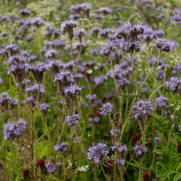 Barbe-bleue, Spirée bleue 'Heavenly Blue' - Caryopteris clandonensis 'Heavenly Blue'