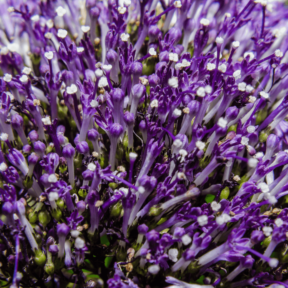 Barbe-bleue, Spirée bleue 'Heavenly Blue' - Caryopteris clandonensis 'Heavenly Blue' - FLEURANDIE