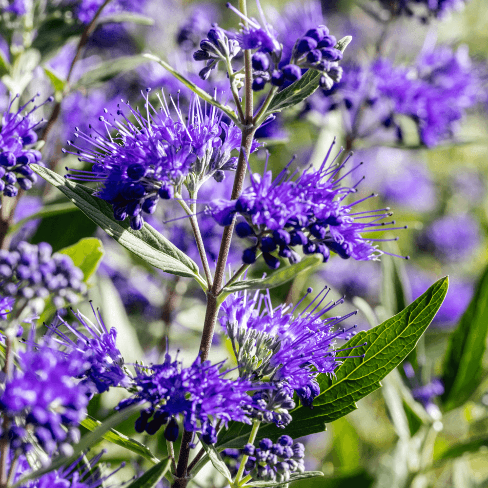 Barbe-bleue, Spirée bleue 'Heavenly Blue' - Caryopteris clandonensis 'Heavenly Blue' - FLEURANDIE