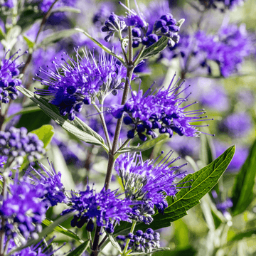 Barbe-bleue, Spirée bleue 'Heavenly Blue' - Caryopteris clandonensis 'Heavenly Blue'