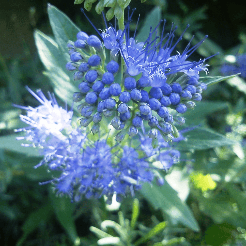 Barbe-bleue, Spirée bleue 'Kew Blue' - Caryopteris clandonensis 'kew Blue' - FLEURANDIE