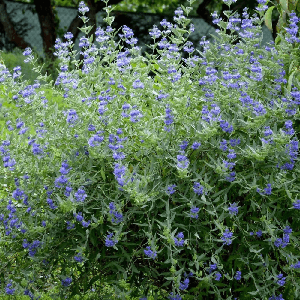 Barbe-bleue, Spirée bleue 'Kew Blue' - Caryopteris clandonensis 'kew Blue' - FLEURANDIE