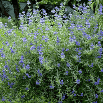 Barbe-bleue, Spirée bleue 'Kew Blue' - Caryopteris clandonensis 'kew Blue'