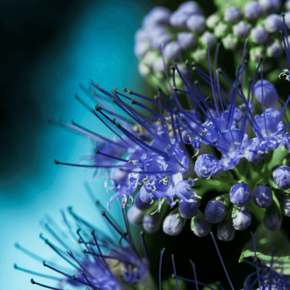 Barbe-bleue, Spirée bleue 'Kew Blue' - Caryopteris clandonensis 'kew Blue' - FLEURANDIE