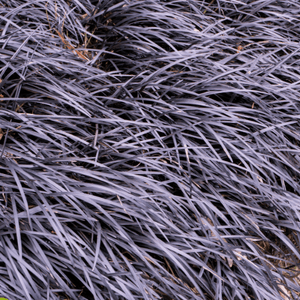 Barbe de serpent 'Niger' - Ophiopogon planiscapus 'Niger' - FLEURANDIE