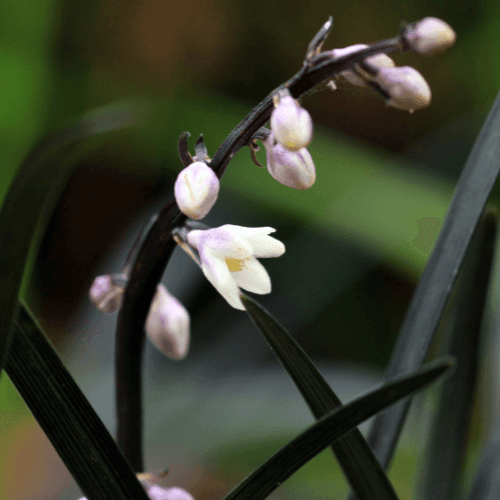 Barbe de serpent 'Niger' - Ophiopogon planiscapus 'Niger' - FLEURANDIE