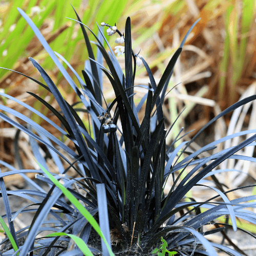 Barbe de serpent 'Niger' - Ophiopogon planiscapus 'Niger' - FLEURANDIE