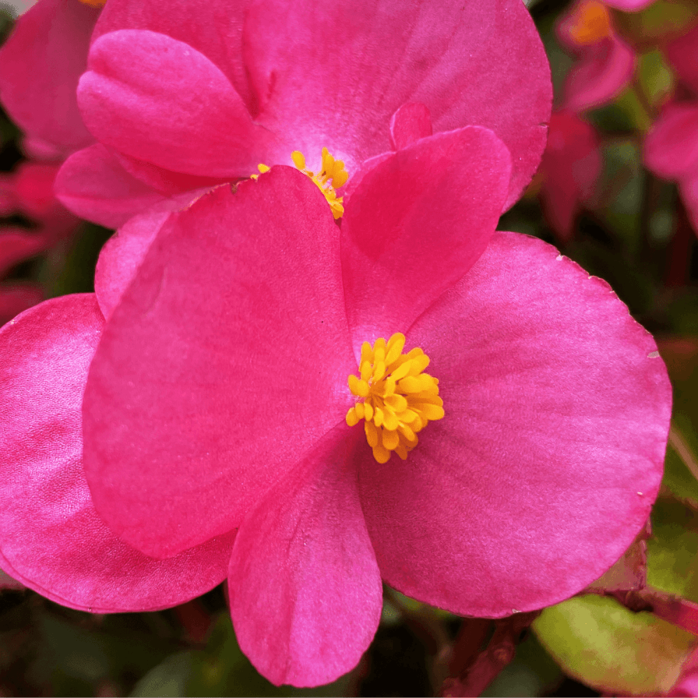 Bégonia 'Dragon Wing Rose' - Begonia semperflorens 'Dragon Wing Pink' - FLEURANDIE