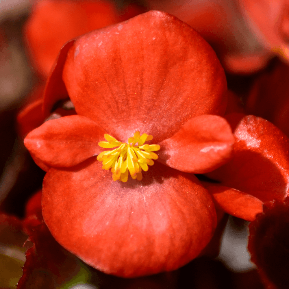 Bégonia 'Dragon Wing Rouge' - Begonia semperflorens 'Dragon Wing Rouge' - FLEURANDIE