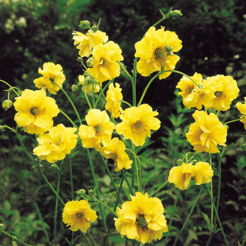 Benoîte 'Lady Stratheden' - Geum chiloense 'Lady Stratheden' - FLEURANDIE