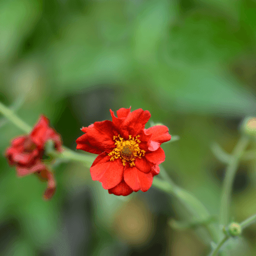 Benoîte 'Mrs Bradshaw' - Geum chiloense 'Mrs Bradshaw' - FLEURANDIE