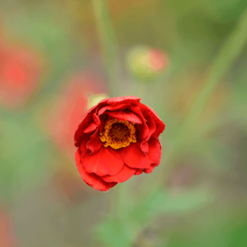 Benoîte 'Mrs Bradshaw' - Geum chiloense 'Mrs Bradshaw' - FLEURANDIE