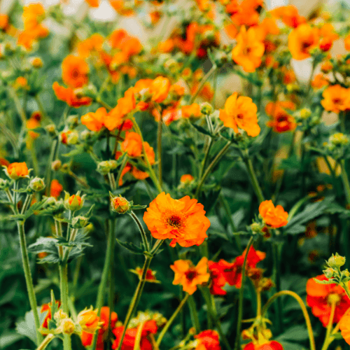 Benoîte orange vif - Geum chiloense cooky - FLEURANDIE