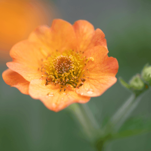 Benoîte orange vif - Geum chiloense cooky - FLEURANDIE