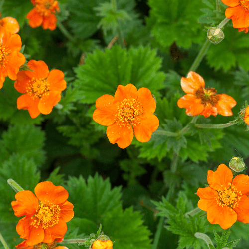 Benoîte orange vif - Geum chiloense cooky - FLEURANDIE