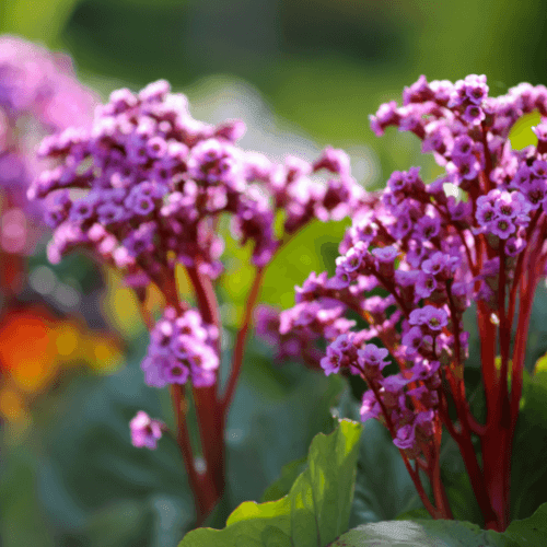 Bergénia à feuilles cordées - Bergenia cordifolia - FLEURANDIE