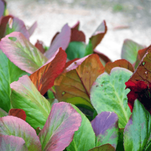 Bergénia à feuilles cordées - Bergenia cordifolia - FLEURANDIE