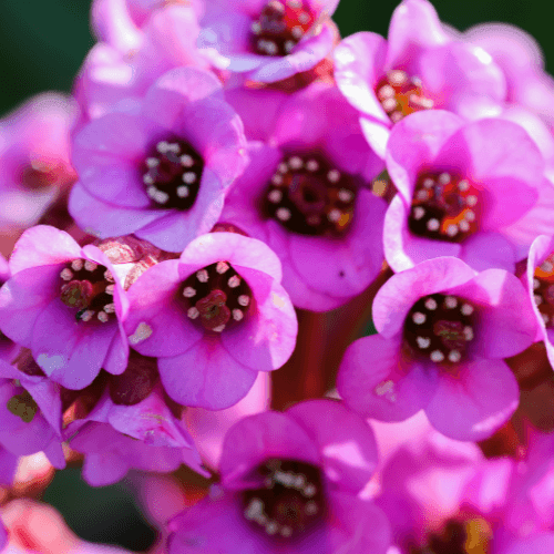 Bergénia à feuilles cordées - Bergenia cordifolia - FLEURANDIE